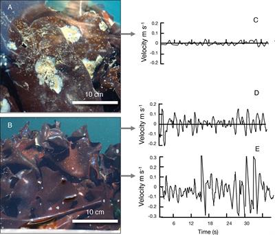 Hydrodynamic Interactions Between Macroalgae and Their Epibionts